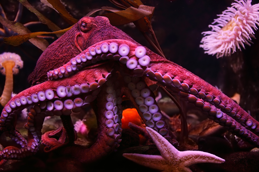 Octopuses and squids are some smart sea creatures.