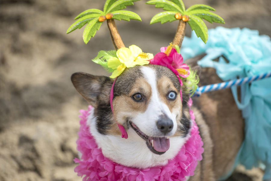 Addie came all the way from Kansas City with her tiki outfit for Corgi Beach Day on April 8, 2017 in Huntington Beach, Calif.