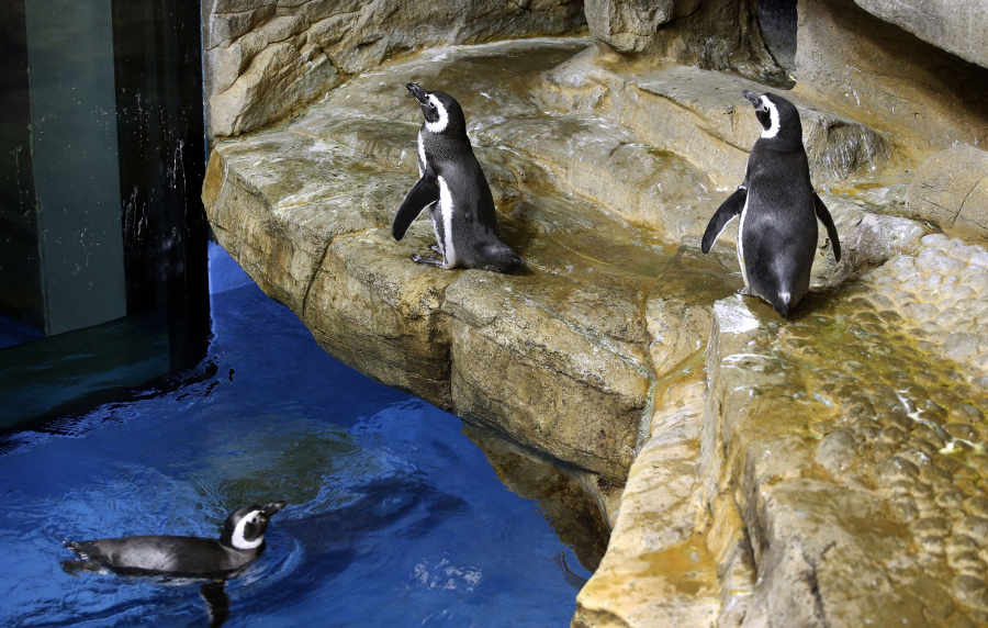 Darwin, center, has been dividing time between Izzy, in water, who he nested with last year, and Georgia, at right, at the Shedd Aquarium in Chicago.