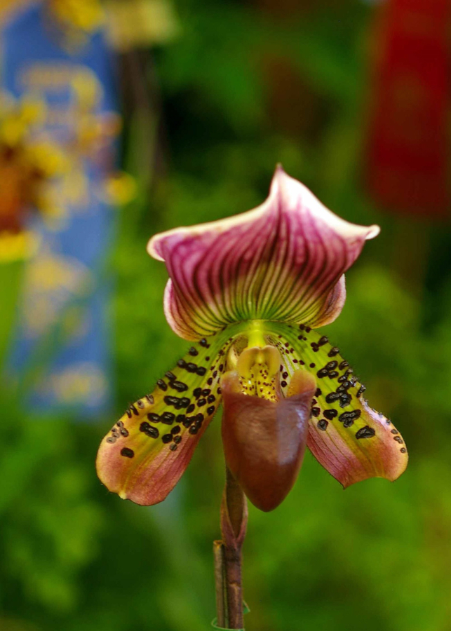 Paphiopedilum lady slipper orchids are among the easiest to grow for the novice gardener.
