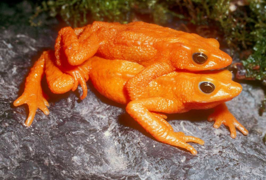 The scarlet harlequin frog was last seen in 1990.