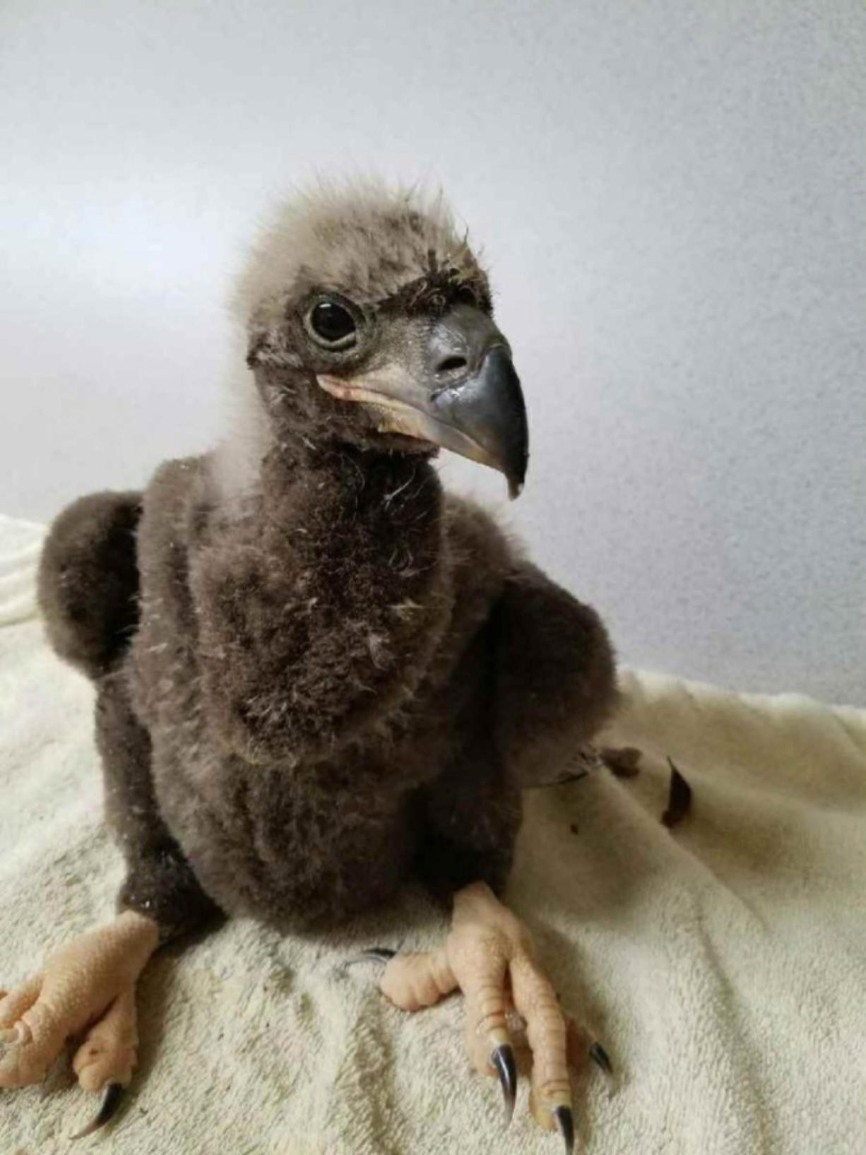 DC4, a baby eaglet, after being rescued from a nest after it got its foot caught in a tree limb. It appears not to have broken any bones.