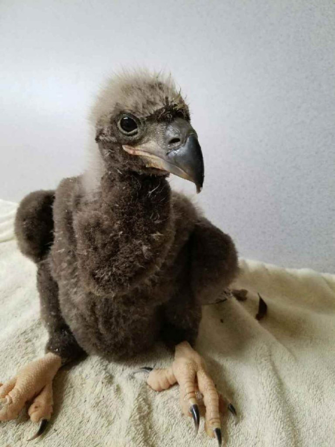 Rescuers get baby eagle out of a jam at National Arboretum - The Columbian