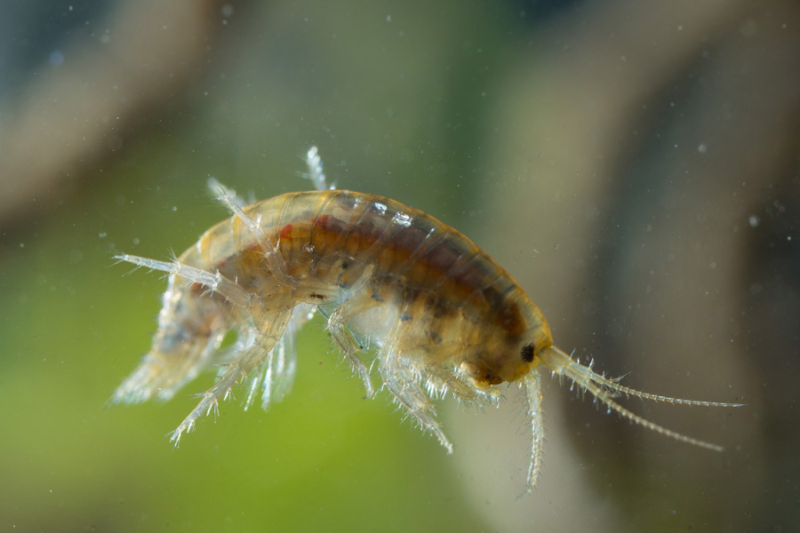 A &quot;Stumptown scud&quot; (Ramellogammarus similimanus) -- a mysterious, shrimp-like creature whose entire population lives in and around Portland.