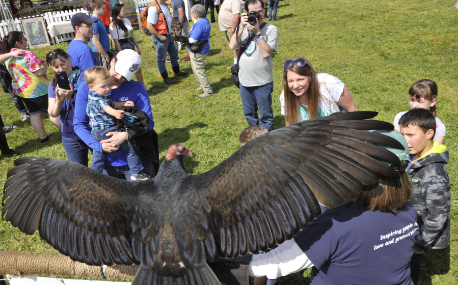 Ruby, a turkey vulture entertains the crowd during the Earth Day Fest at Salmon Creek Regional Park in 2016.