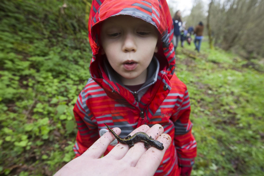 Greysen Butler, 5, examines long-toed salamander at Salmon Creek Regional Park in Vancouver Saturday. Greysen was one of dozens of people that volunteered  for the 17th annual Critter Count held around Clark County.