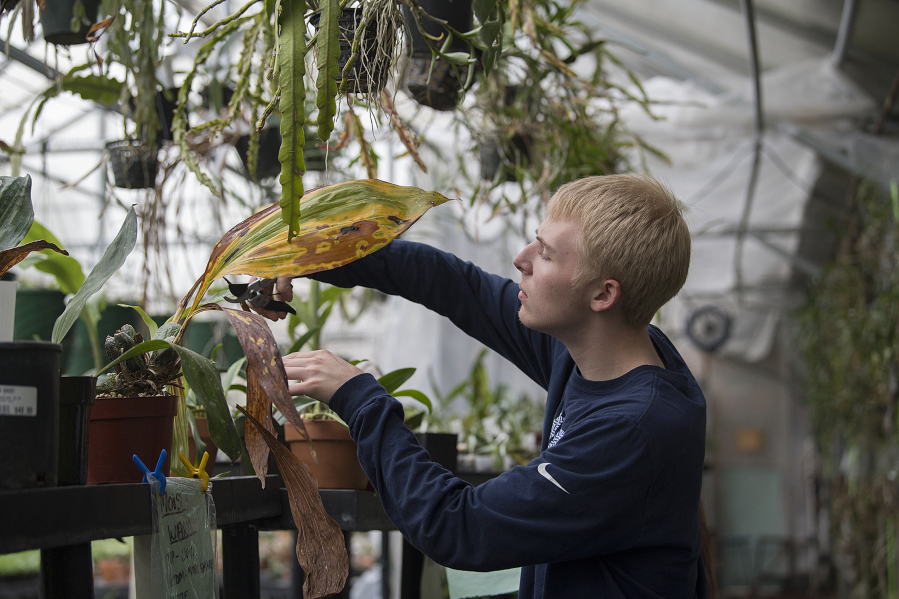 Hudson&#039;s Bay High School senior Nathaniel Steinauer, 18, joined the horticulture program after helping put together a video for the 2014-2015 Samsung Solve for Tomorrow contest when he was a sophomore. Bay&#039;s project of growing mushroom mycelia to reclaim cardboard waste made them one of five national winners and recipients of a $138,000 prize package.