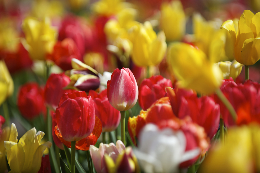 The Woodland Tulip Festival features hundreds of varieties of tulips.