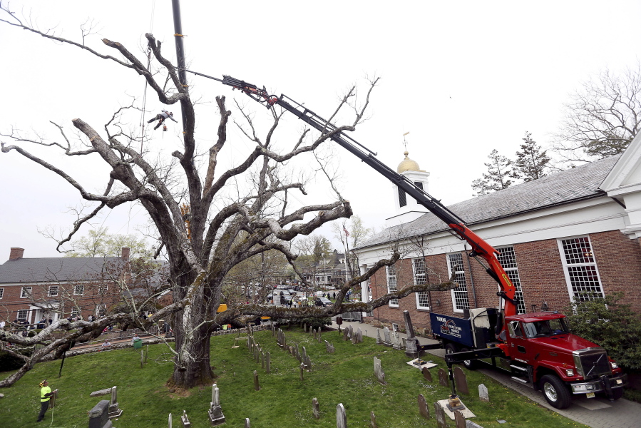 A contractor from Yoos Crane and Tree Service dangles above the ground Monday using a chain saw to cut limbs from a historic oak tree in Bernards, N.J. A white oak tree that has watched over a New Jersey community and a church for hundreds of years began its final bow Monday as crews began its removal.