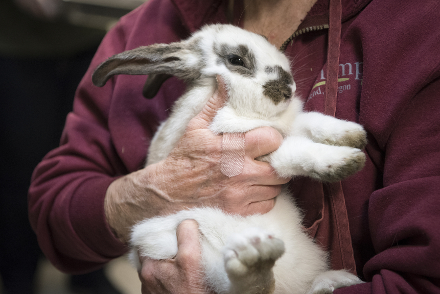 Although rabbits are relatively tidy creatures, their cages still need to be cleaned out. June Yamrick, a volunteer with the Humane Society, holds a rabbit while its cage is cleaned.