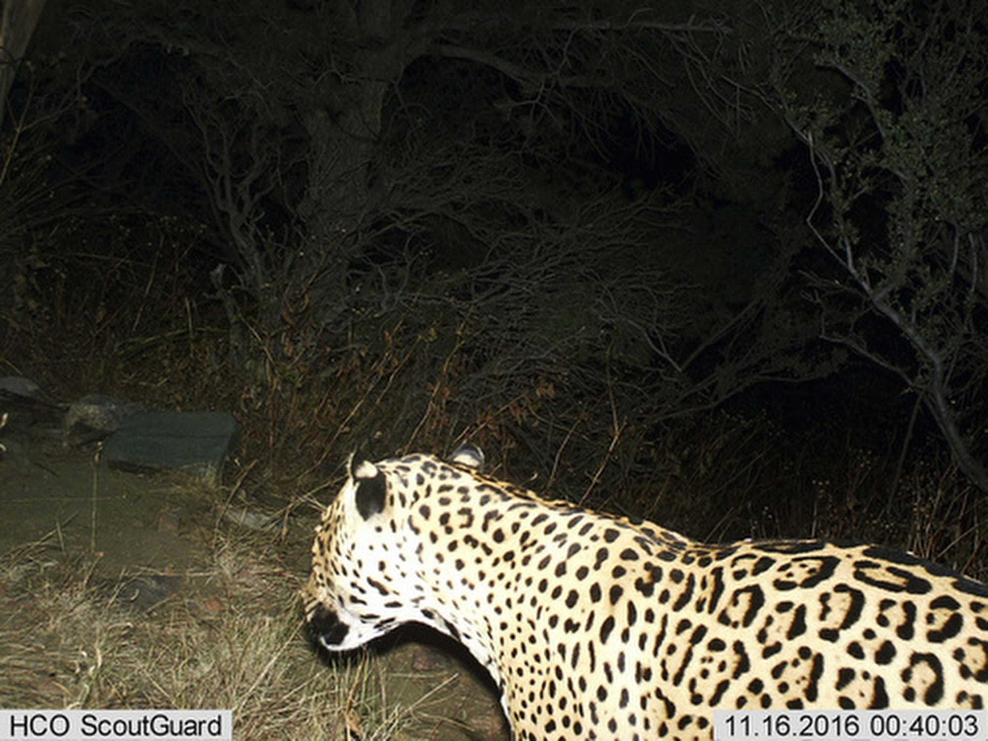 FILE - This Nov. 16, 2016, file photo provided by the U.S. Fish and Wildlife Service shows a Jaguar photographed by a motion-detection camera in the Dos Cabezas Mountains in southern Arizona. The Center for Biological Diversity and U.S. Rep. Raul Grijalva filed what they said is the first federal lawsuit on Wednesday, April 12, 2017, in Tucson against the proposed border wall. Wildlife conservationists said the wall would be detrimental to rare animals such as jaguars and ocelots that are known to traverse the international line. (Bureau of Land Management/U.S.