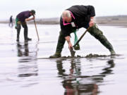 Razor clam digging resumes this week on the Long Beach Peninsula, after being closed all season.