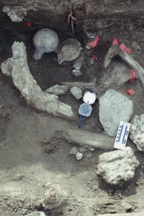 This Jan. 25, 1993 photo provided by the San Diego Natural History Museum shows a concentration of fossil bone and rock at an excavation site in San Diego, Calif. The positions of the femur heads, one up and one down, broken in the same manner next to each other is unusual. Mastodon molars are located in the lower right hand corner next to a large rock comprised of andesite which is in contact with a broken vertebra. At upper left is a rib angled upwards resting on a rock fragment.