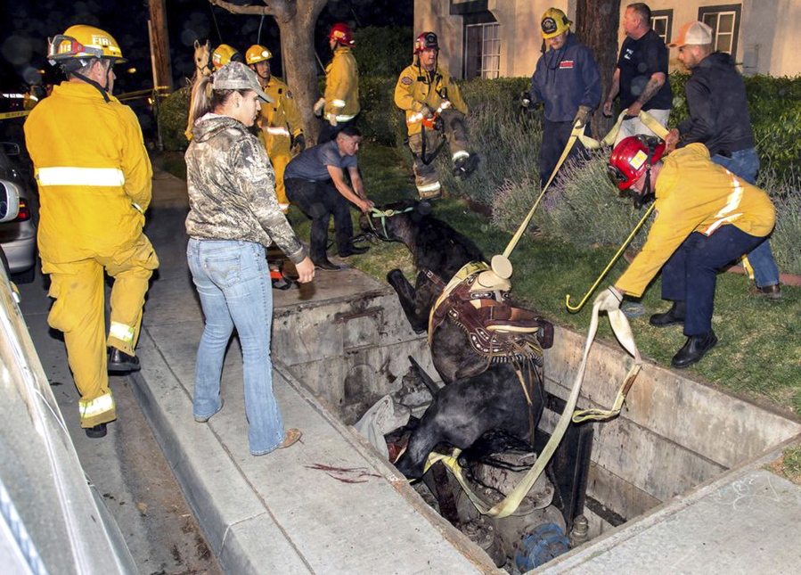 This Saturday, April 1, 2017 photo provided by Bob Markin shows Riverside Fire Department firefighters help rescue a horse from a hole in the ground in Riverside, Calif. Fire officials say the saddled horse and its rider had just left a Taco Bell near downtown Riverside on Saturday when the cover on a utility vault collapsed. Battalion Chief Jeff DeLaurie says a crane was initially requested to haul the horse from the vault but it wasn&#039;t needed. The animal managed to position itself so crews could pull it out using ropes. A veterinarian said the horse suffered minor cuts to its legs.