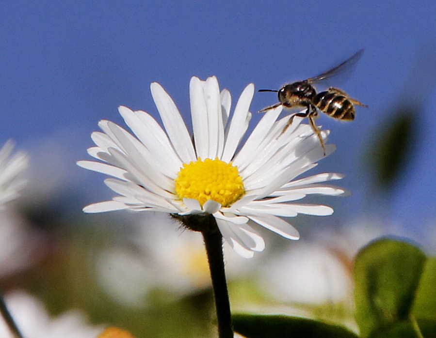 A bee flies over daisies in a park in Frankfurt, Germany,  (AP Photo/Michael Probst, File)