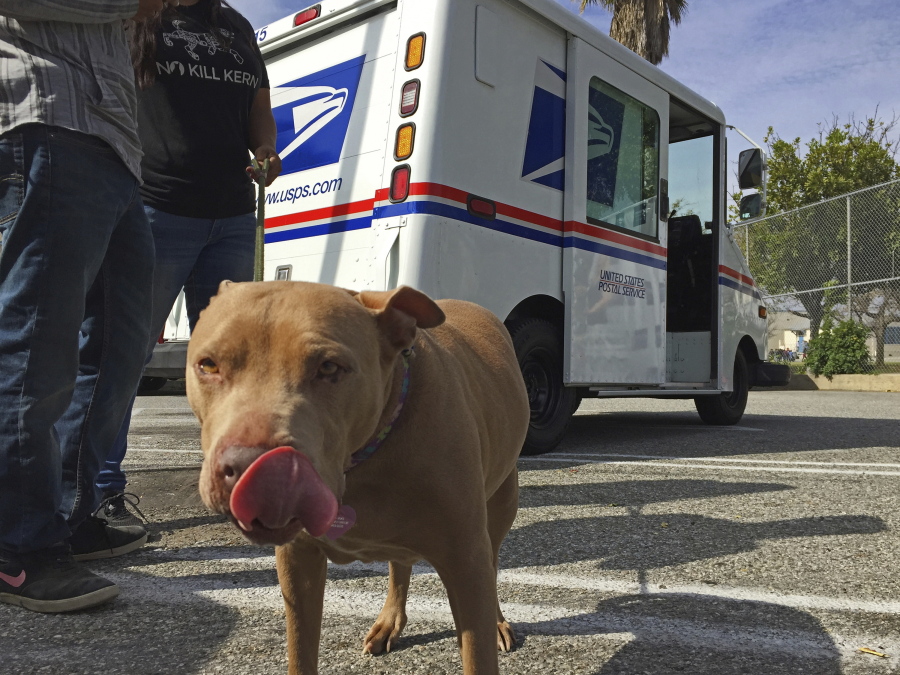 A pit bull named Lucy participates in a U.S. Postal Service National Dog Bite Prevention Week awareness event in Los Angeles on Thursday.