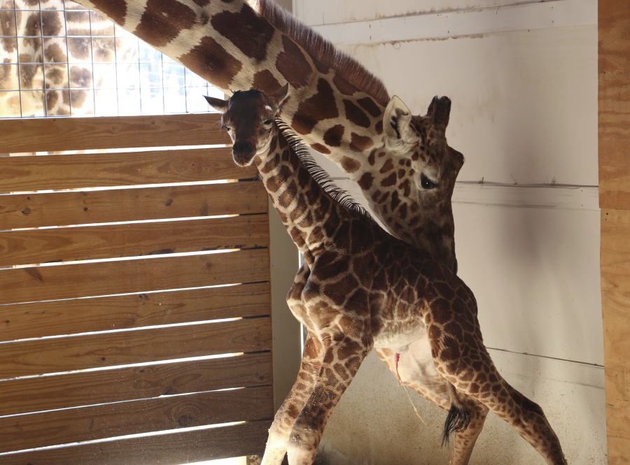 A giraffe named April stands with her new calf on Saturday. Her birth was broadcast to an online audience of more than a million viewers.