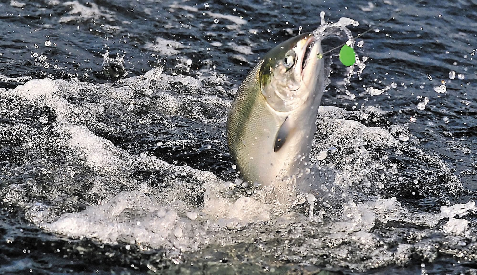 Spring chinook fishing in the mid-Columbia region will be closed beginning Saturday.