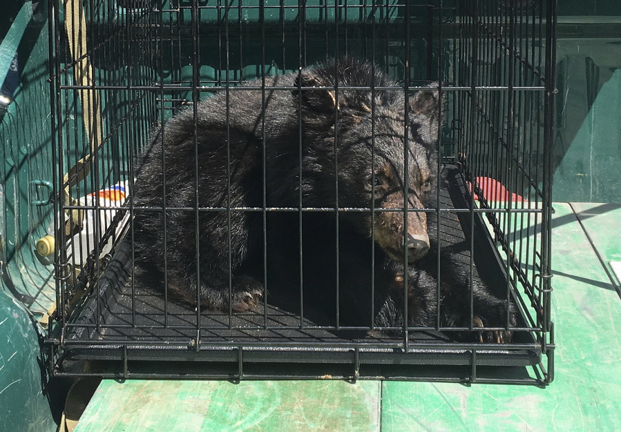 One of several bear cubs found April 17 starving in Guildhall, Vt., after a shortage of wild food supplies in parts of the state last fall. The cubs were sent to a bear rehabilitator in New Hampshire who will care for the cubs until they can be returned to the wild.