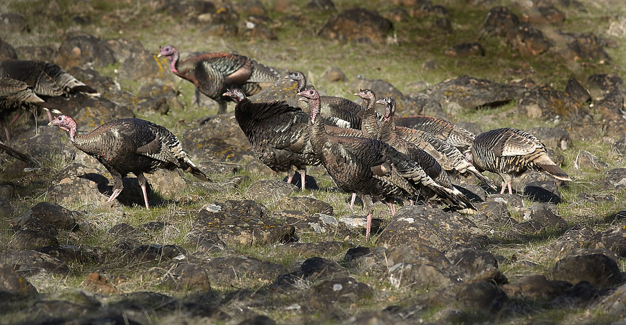 Wild turkeys keep an anxious eye open and saunter away at Stinson Flat in Klicitat County.