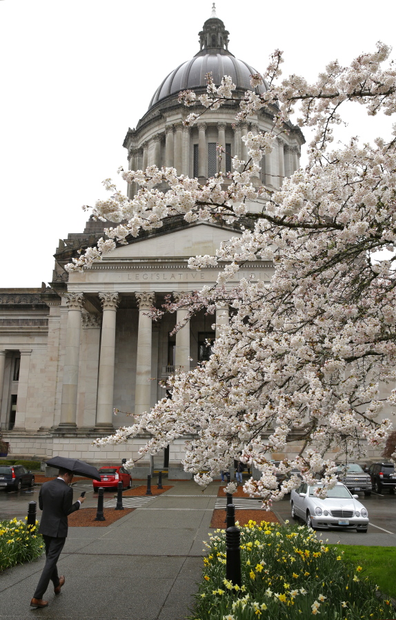 A man walks in the rain March 28 near the Legislative Building in Olympia as cherry trees display their spring blossoms. The current Legislative session is slated to end on April 23. (Ted S.