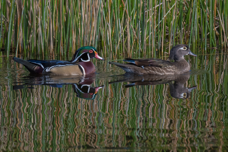 A pair of wood ducks float across a pond. Planting native plants can bring all kinds of birds to your own backyard.