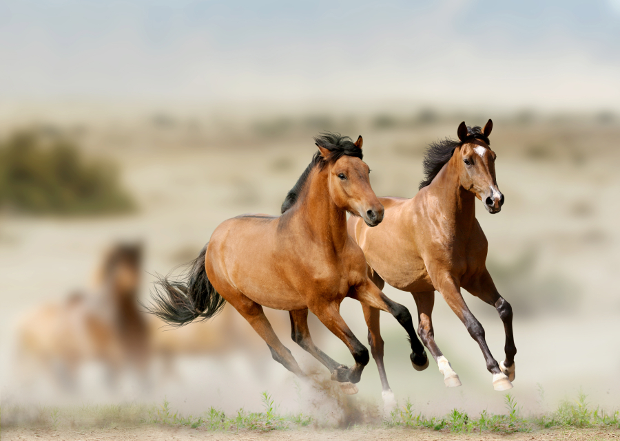 Long-frozen DNA shows how people changed the &quot;most important domesticated animal&quot; -- horses.