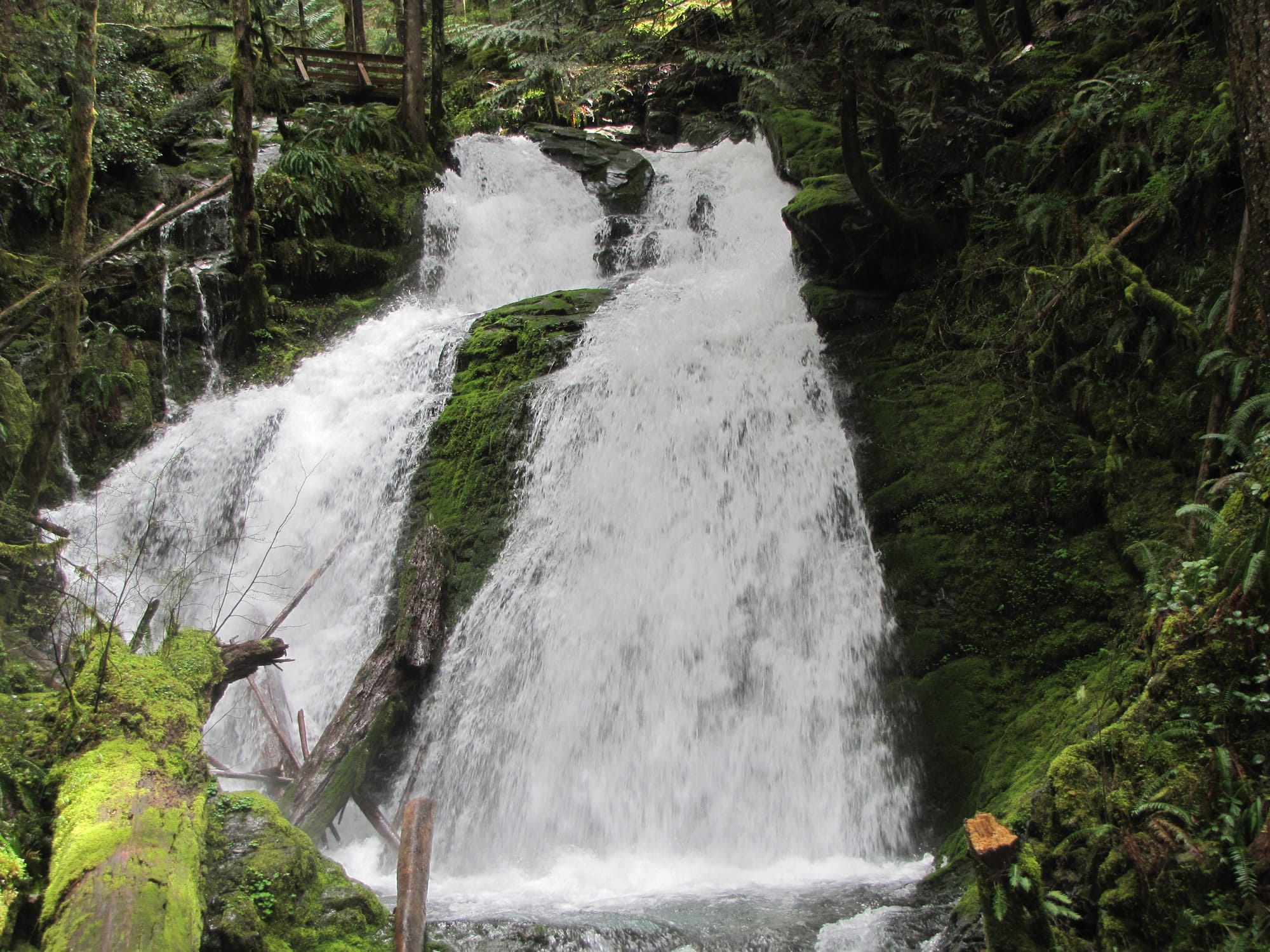 Horseshoe Creek Falls are about 1.7 miles east of the trailhead on Siouxon trail No. 130 in the Gifford Pinchot National Forest.