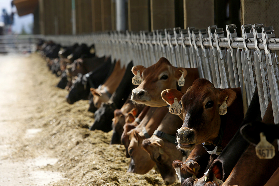 Cows, mostly Jersys and Hosteins, on Jeremy Visser’s dairy farm enjoy a sunny day in a new barn earlier this month.