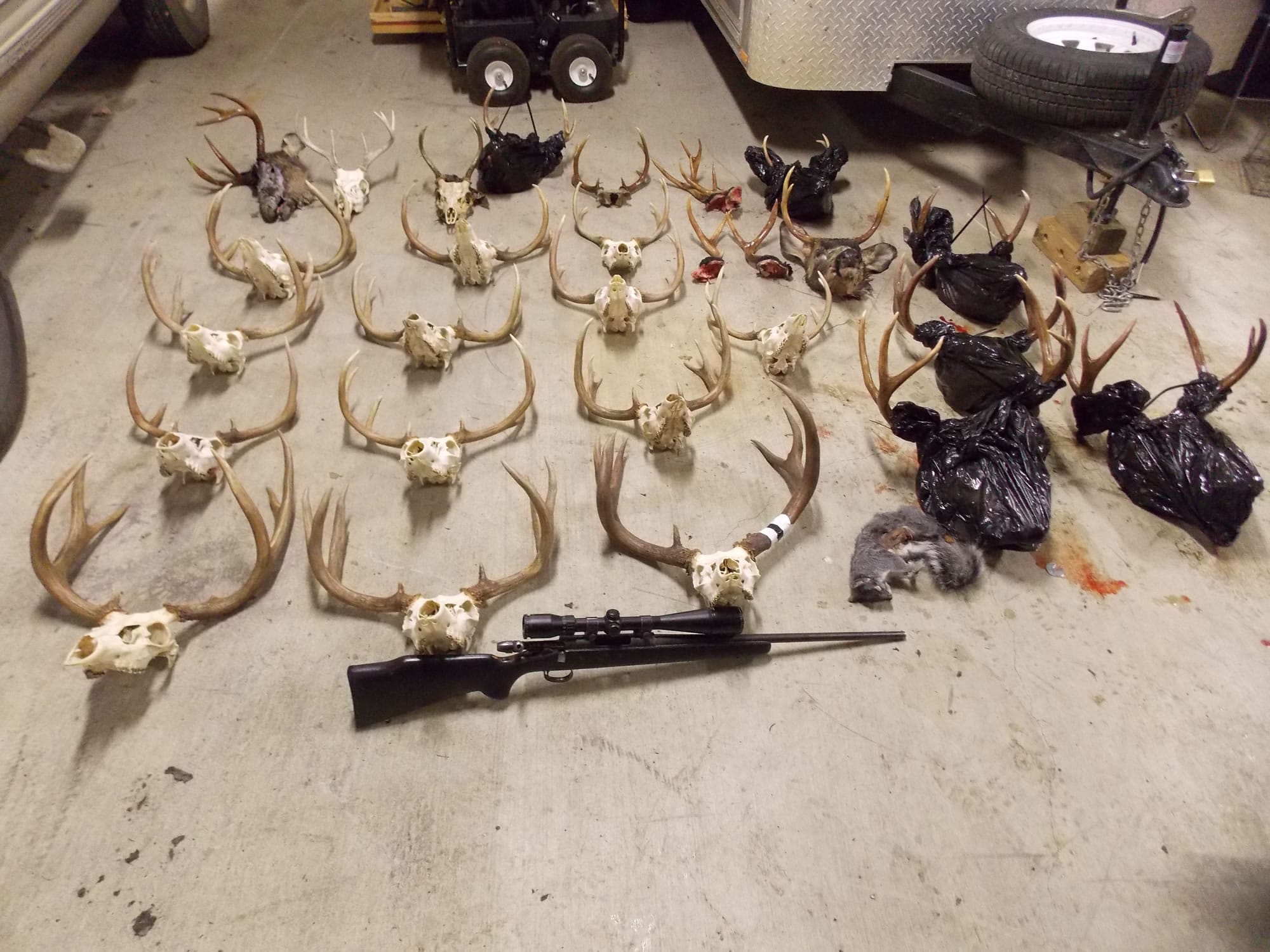 Officers found more than 25 deer and elk skulls when serving warrants in Cowlitz County.
