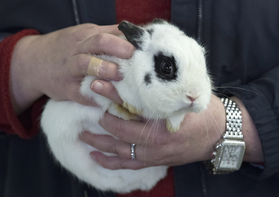 After stops at the Clark County Event Center at the Fairgrounds and the shelter run by the Humane Society for Southwest Washington, this rabbit has finally found a home.