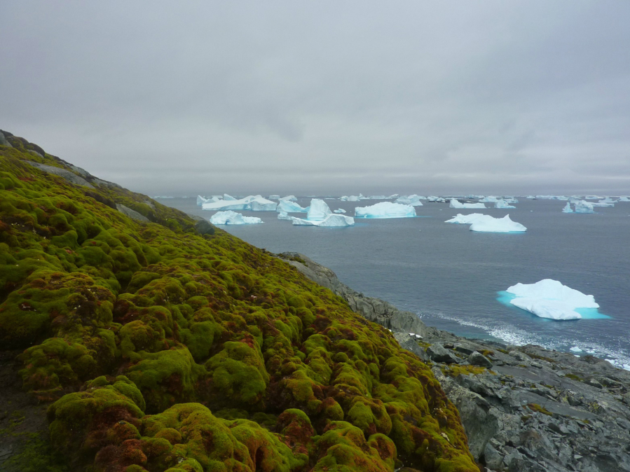 Close-up of the hummocky terrain of a moss bank surface on Green Island in Antarctica.