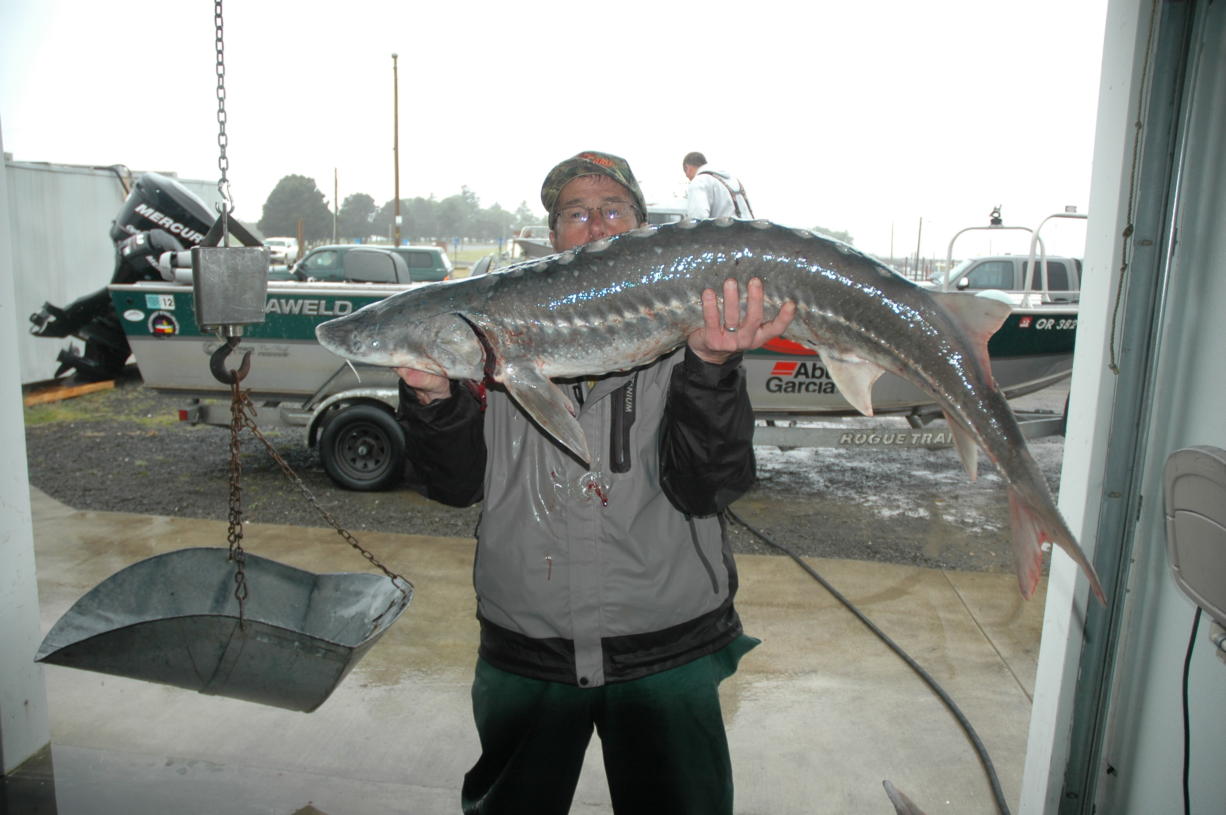 Eight days of sturgeon retention are proposed for June in the Columbia River estuary. It would be the first retention fishery in the lower Columbia since 2013.