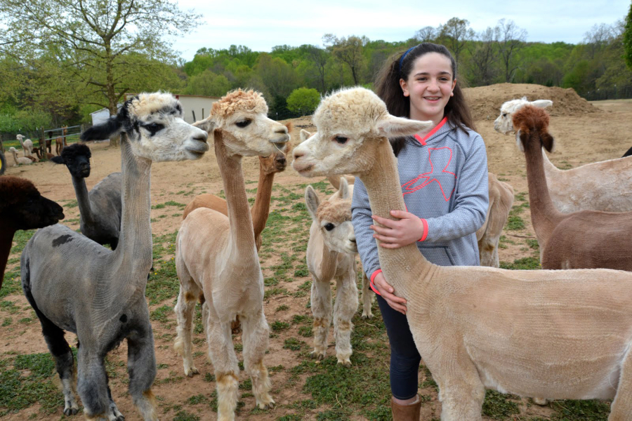 Sophia Lysantri, 11, with some of her recently shorn alpaca friends at the family’s farm in Woodbine, Maryland. “They’re very gentle” she says of alpacas, which are cousins of camels and llamas.