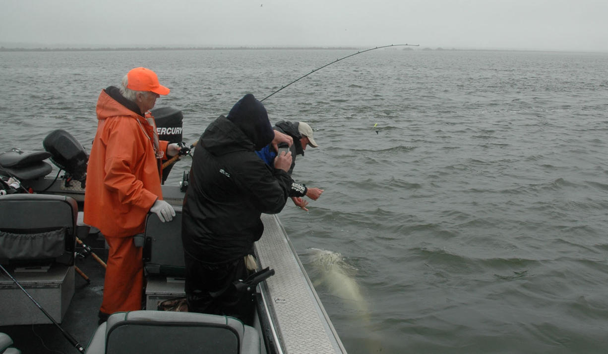 Guide Bob Rees unhooks a sturgeon prior to release in the Columbia River estuary near Hammond, Ore.