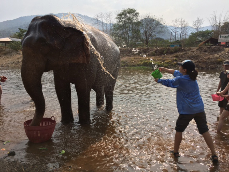 Jennifer Selga washes an elephant at Elephant Nature Park in Thailand.