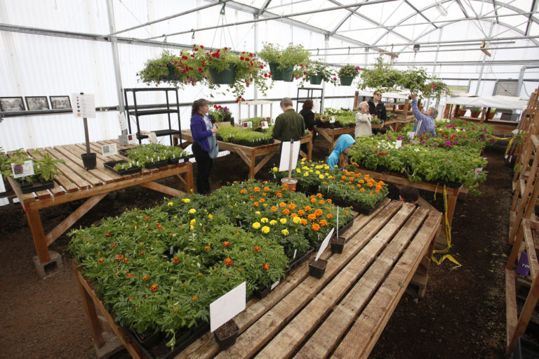 Shoppers look at annuals and hanging baskets at Master Gardener Foundation of Clark County's annual Mothers Day plant sale Sunday.
