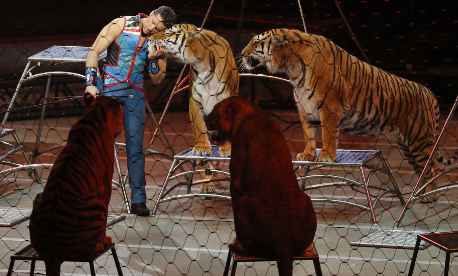 Big cat trainer Alexander Lacey hugs one of the tigers during the final show in Uniondale, N.Y.