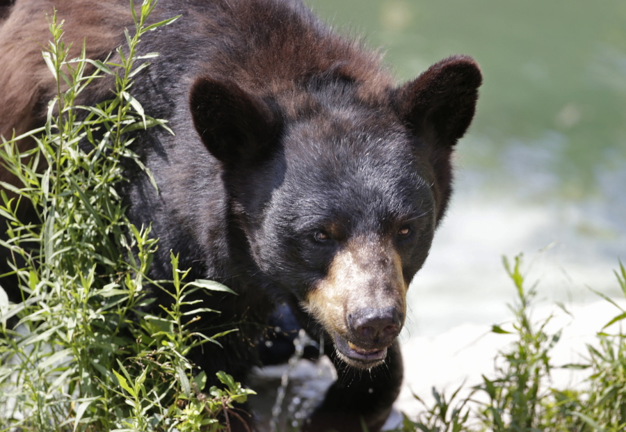 A black bear is seen in 2104 at the Maine Wildlife Park in Gray, Maine. Nuisance bear complaints are an annual rite of spring in Maine, and state officials said they have begun this year. Bears emerge from hibernation hungry and many of the natural foods they eat in the wild, such as fruits and nuts, are not yet available.