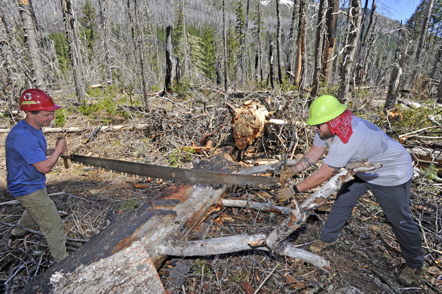 Aaron Babcock, left, field coordinator with the Siskiyou Mountain Club, and Jason Middleton, sales manager with REI, use a cross-cut saw while clearing down trees from a trail in the Sky Lakes Wilderness area in the Rogue River-Siskiyou National Forest, about 50 miles east of Medford, Ore. Members of the Siskiyou Mountain Club are embarking on an ambitious task of reclaiming a historic 27-mile hiking loop through the Sky Lakes Wilderness Area in the southern Cascade Range of Oregon that is blocked with an estimated 15,000 blown-down trees, including thousands within 2008’s Middle Fork fire zone.
