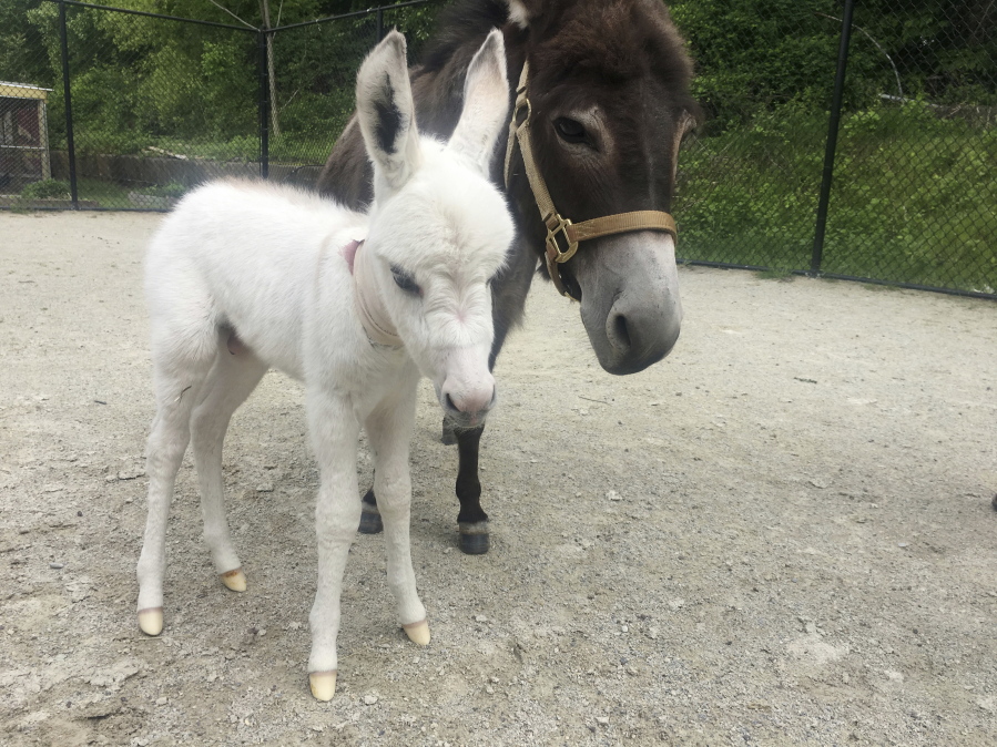 Sadie, right, a miniature donkey stands with her foal born Sunday. Sadie was rescued from a Philadelphia-area farm.