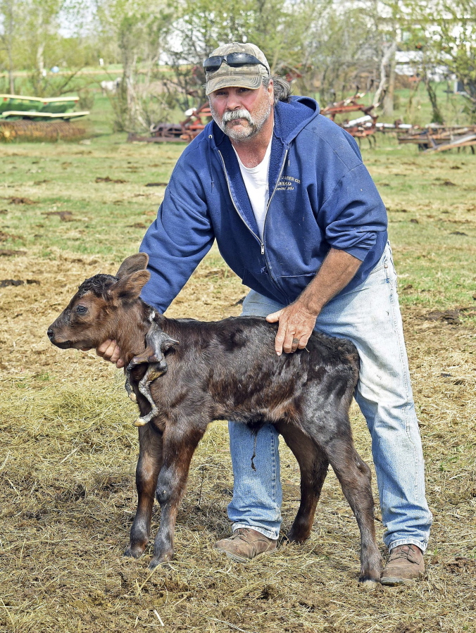 Mercer County rancher Gerald Skalsky holds a calf with an extra pair of legs attached to its neck that born Wednesday, May 10, 2017 at his family ranch south of  Beulah, N.D. The state veterinarian says the extra legs are likely due to a genetic disorder.