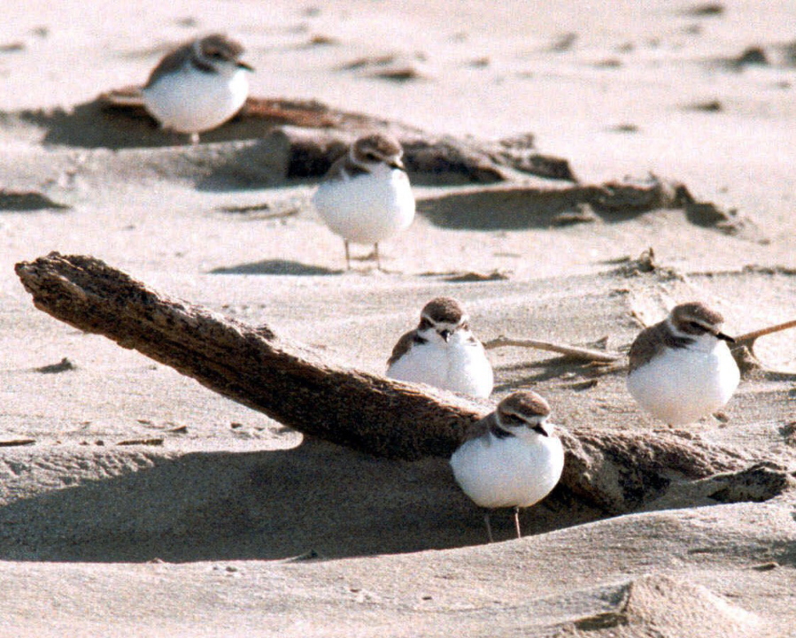 Snowy plovers cluster on the Oregon Coast near Coos Bay. A Western snowy plover chick has hatched on a beach at Nehalem Bay State Park, the first since the 1960s.