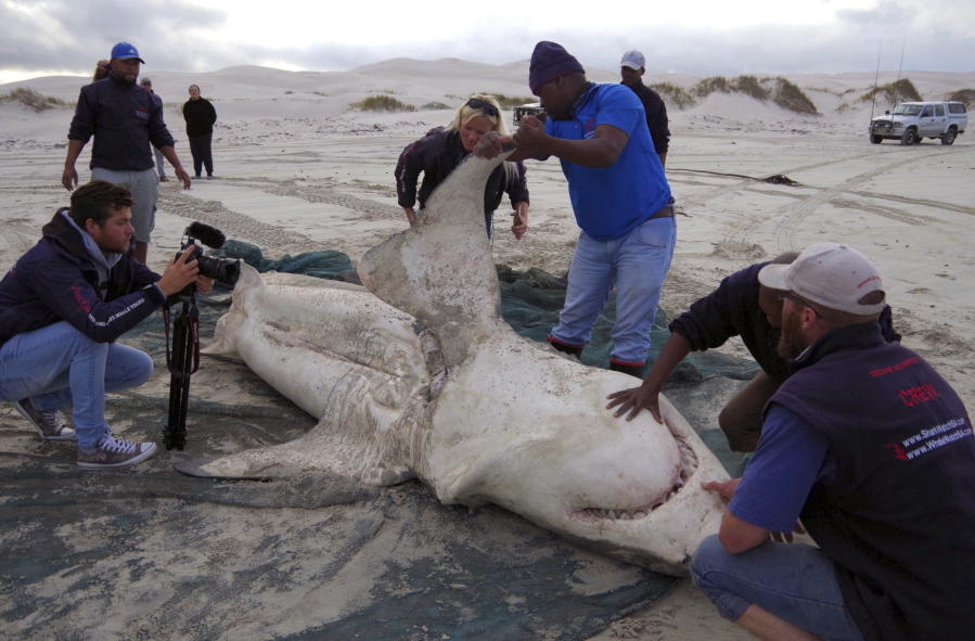 A great white shark is autopsied May 3, 2017, on a beach in Gansbaai, South Africa. The formidable shark is just another meal to orca whales, which hunt in groups and can enjoy a diverse diet of seals, whales and a host of other marine species.