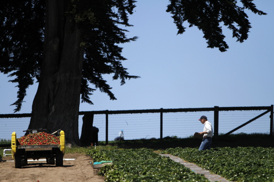 Douglas Shaw, a UC Davis plant science professor, walks through strawberry fields in Watsonville, Calif. Jurors have sided with a California research university in its dispute with a renowned plant scientist credited with developing tasty strawberries as a professor there. Jurors in a San Francisco federal court said Wednesday that Shaw broke the law when he and his research partner tried to profit from their work in a company they formed.