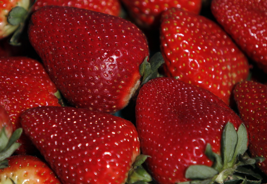 Fresh strawberries in a UC Davis strawberry field in Watsonville, Calif.