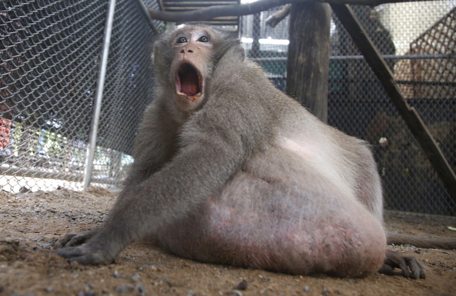 A wild obese macaque named Uncle Fat, who was rescued from a Bangkok suburb, sits in a rehabilitation center Friday in Bangkok, Thailand. The morbidly obese wild monkey, who gorged himself on junk food and soda from tourists, has been rescued and placed on a strict diet.