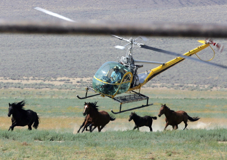 A livestock helicopter pilot rounds up wild horses from the Fox & Lake Herd Management Area from the range in Washoe County, Nev., near the town on Empire, Nev. Wild horse advocates say President Trump’s new budget proposal would undermine protection of an icon of the American West in place for nearly a half century and could send up sending thousands of free-roaming mustangs to slaughter houses in Canada and Mexico.