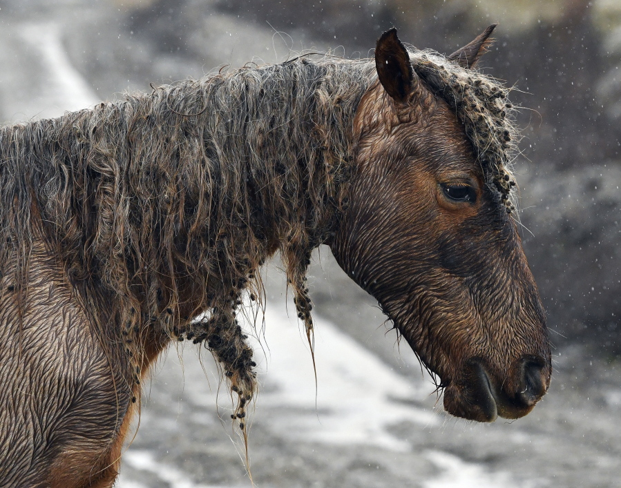 In this Monday, Jan. 23, 2017, photo, cockleburs fill the mane of a wild or abandoned horse in Jackson, Ky. Curtis Bostic, an attorney from South Carolina, has leased 4,000 acres of land and is attempting to turning it into a horse sanctuary. (AP Photo/Timothy D.