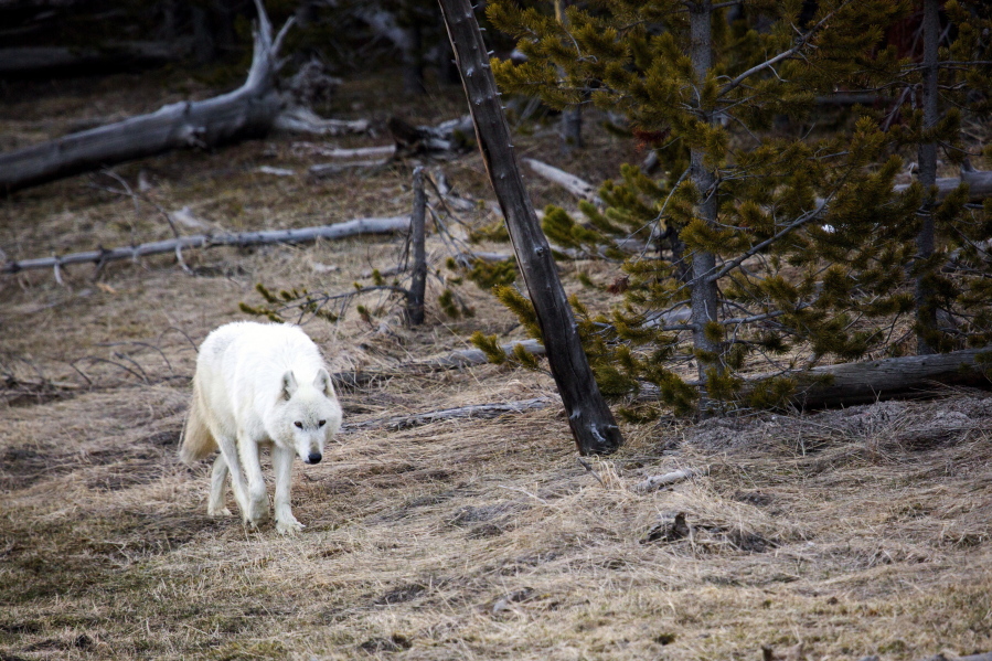 Yellowstone National Park
A white wolf walks in Yellowstone National Park, Wyo., in April 2016.
A similar rare wolf was found by hikers severely injured inside Yellowstone National Park on April 11. That wolf had been shot and had to be euthanized.